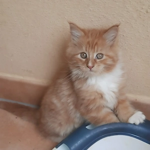 Maincoon Kater
