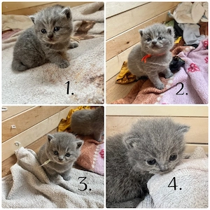 Süße BKH Kitten (ohne Stammbaum) suchen liebevolles Zuhause   