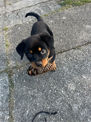 Rottweilerwelpe Bild 3