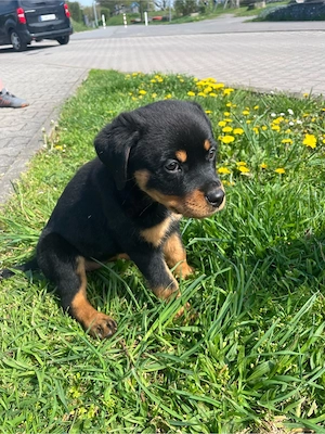 Rottweilerwelpe