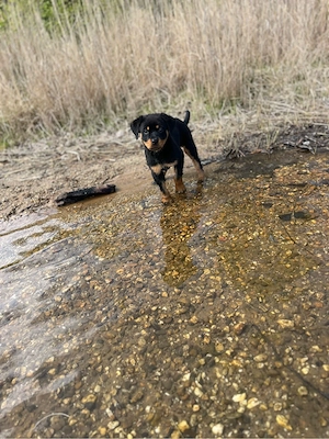 Rottweilerwelpe Bild 2
