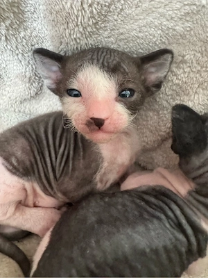 Cornish Rex 