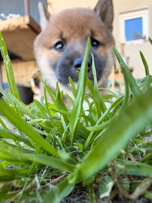 Reinrassige shiba inu welpen 