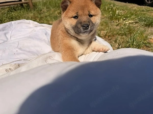 süße shiba inu Welpen