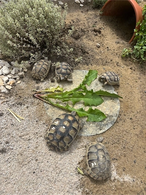 Breitrandschildkröten 