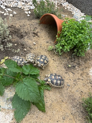 Breitrandschildkröten abzugeben 
