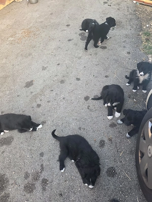 9 Border Collie Mix Welpen und Mutter reinrassig bundesweit ausreisebereit 