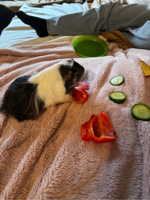 2 Hasen 1 Meerschweinchen