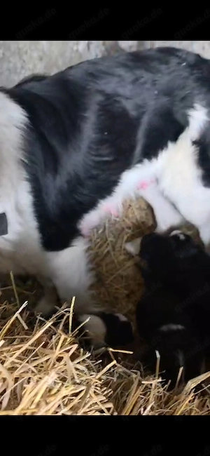 9 Border Collie Mix Welpen und Mutter reinrassig bundesweit ausreisebereit  Bild 4