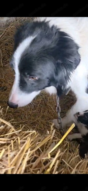 9 Border Collie Mix Welpen und Mutter reinrassig bundesweit ausreisebereit  Bild 6