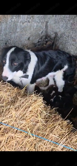 9 Border Collie Mix Welpen und Mutter reinrassig bundesweit ausreisebereit  Bild 3
