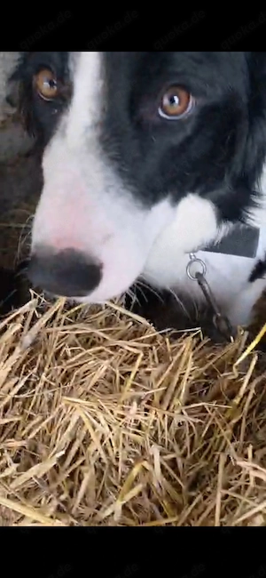 9 Border Collie Mix Welpen und Mutter reinrassig bundesweit ausreisebereit  Bild 5