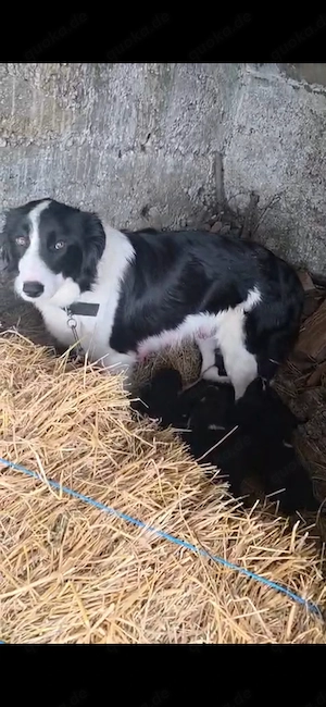 9 Border Collie Mix Welpen und Mutter reinrassig bundesweit ausreisebereit  Bild 2