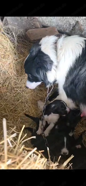 9 Border Collie Mix Welpen und Mutter reinrassig bundesweit ausreisebereit  Bild 7