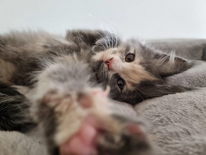 Reinrassige Maine Coon Kitten XXL 