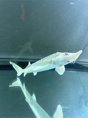 Albino Sterlet (ca. 30 cm)   Suche Bestplatz in großem Teich