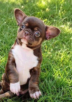*Kräftiger schoko kh. Chihuahua Rüde Welpe ist noch frei mit Ahnentafel*