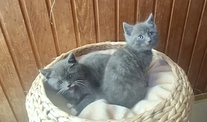 Ekh kitten ab ende Mai