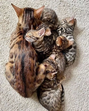 Bengal kittens