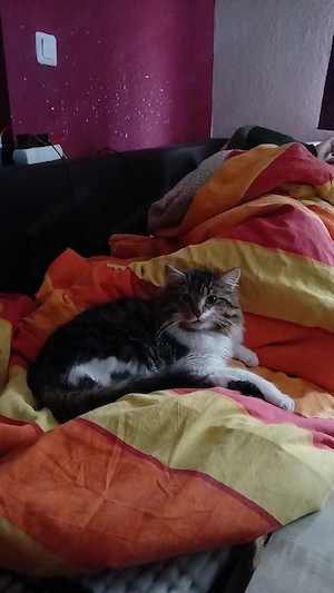 Kater kastriert dringend abzugeben