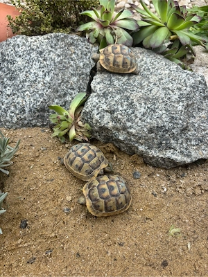 Maurische Landschildkröten 