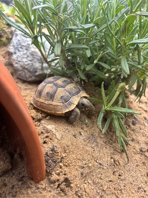 Maurische Landschildkröten abzugeben 