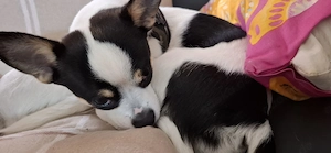 Chihuahua Rüde 1 jahr alt 
