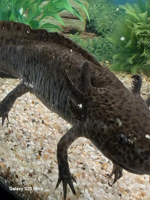 Axolotl abzugeben