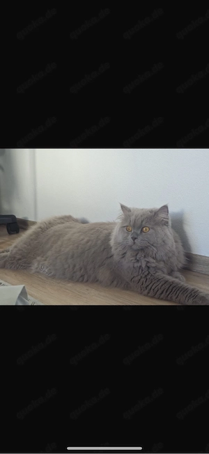 Blh-Kater  zum Decken 