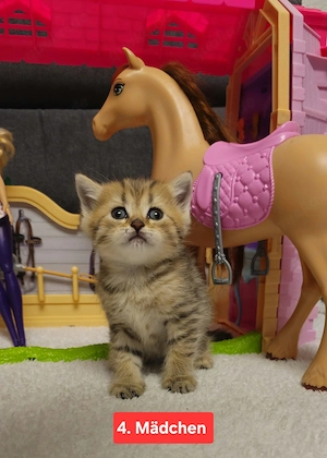 BKH Kitten Babys selten und Süß