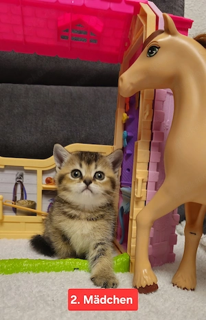 Britisch Kurzhaar Kitten Abgabebereit  Bild 2