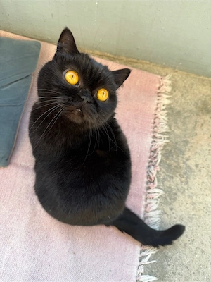 BKH Katze sucht ein neues liebevolles Zuhause Bild 3