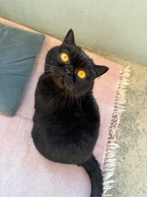 BKH Katze sucht ein neues liebevolles Zuhause Bild 2