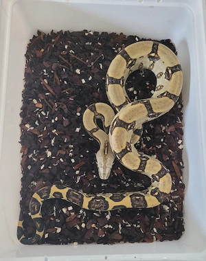 Boa constrictor longicauda High yellow russo line 