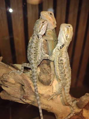 Süße Farb-Bartagamen Babys (Citrus-Leatherback x Hypo Orange Sandfire) liebevoll aufgezogen Bild 8