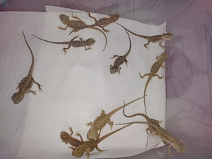 Süße Farb-Bartagamen Babys (Citrus-Leatherback x Hypo Orange Sandfire) liebevoll aufgezogen Bild 5
