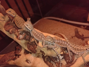 Süße Farb-Bartagamen Babys (Citrus-Leatherback x Hypo Orange Sandfire) liebevoll aufgezogen Bild 6