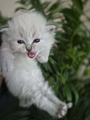 Heilige Birma Kitten 