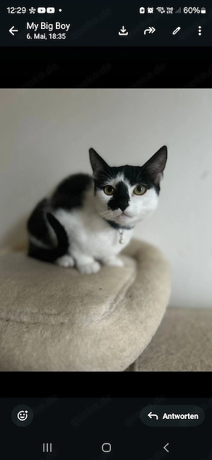 kitten 4 2 monate
