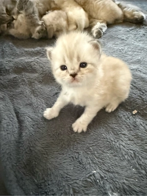   Britisch Kurzhaar  Kitten British Shorthair