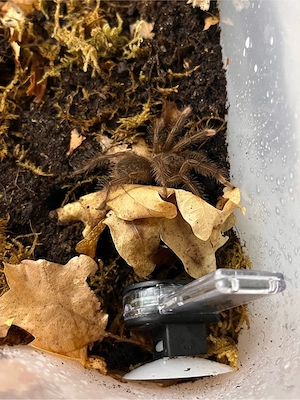 Theraphosa Stirmi