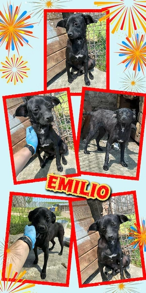 junger, wunderschöner Rüde "Emilio" sucht ein liebevolles Zuhause