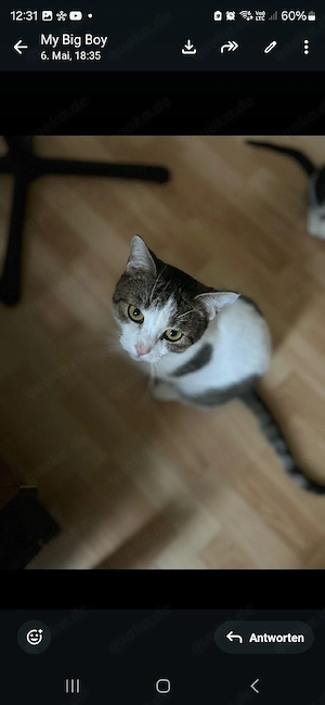 kater 2 1jahre alt 