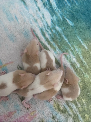 Ratten Babys