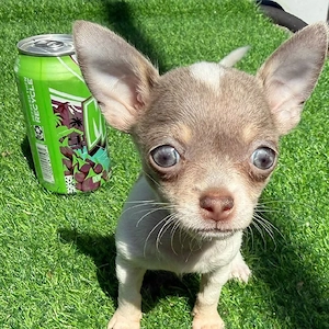 entzückende Chihuahua-Welpen suchen ein liebevolles Zuhause.