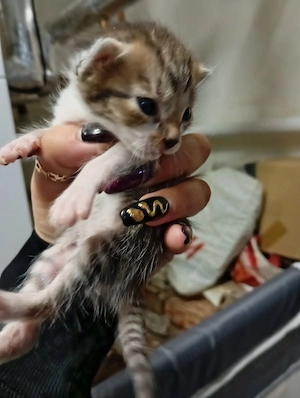 europäische Kurzhaar kitten zu vergeben 