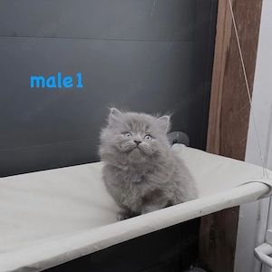 bkh perse kitten