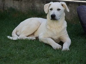 Camelia sucht ihr Zuhause