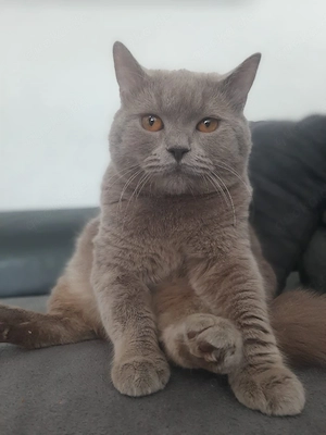zucker süsser junger kater zum decken