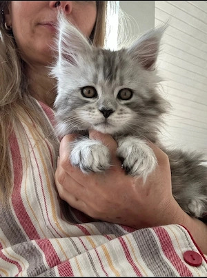 Süße Maine-Coon-Kätzchen suchen ein liebevolles Zuhause